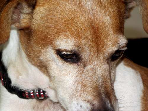 Dog Canine Face Portrait Animal Eyes Close-Up
