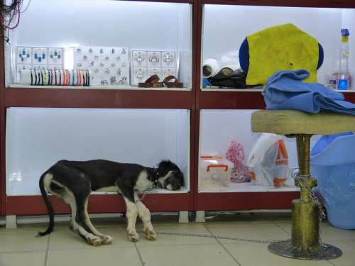 Dog Sleep Animal Shelf Concerns