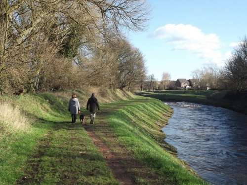 Dog Walking Walking Dog River Bank Grass