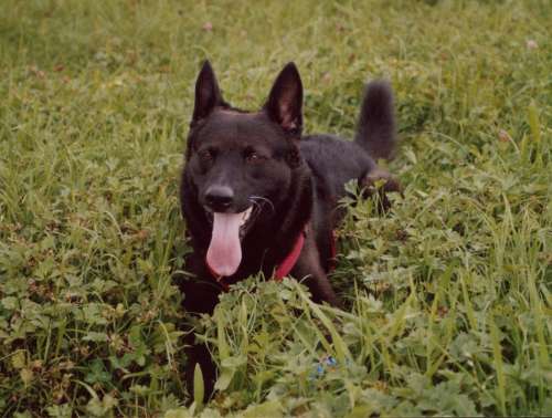 Dog Black Schäfer Dog Pet Beautiful Dogs Vigilant