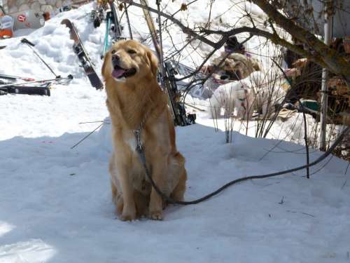 Dog Canine Animal Pet Friend Winter Snow Waiting