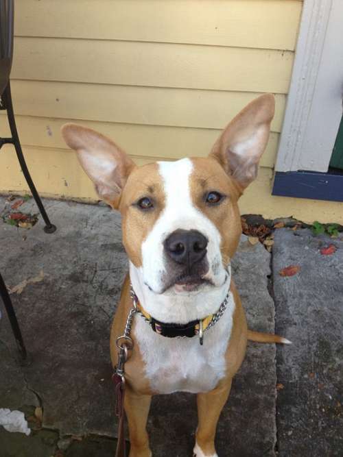 Dog Pit Bull Animal Ears Cute Pet Long-Eared