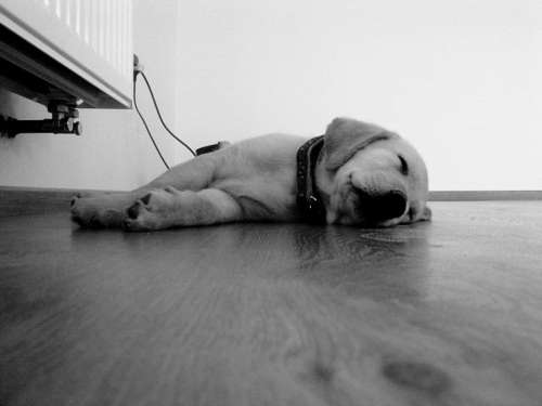 Dog Puppy Floor Drowsiness Sleep