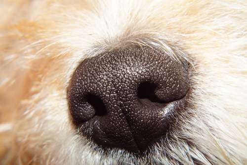 Dog Head Nose Smell Skull Nostril