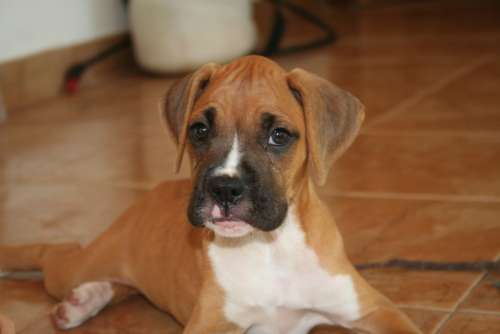 Dog Look Boxer Dog Puppy German Boxer Young Pet