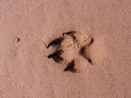 Dog Paw Footprint Paw Trace Sand Beach