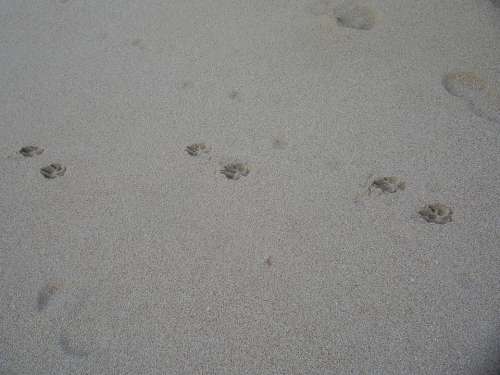 Dog Tracks Beach Sand Outside