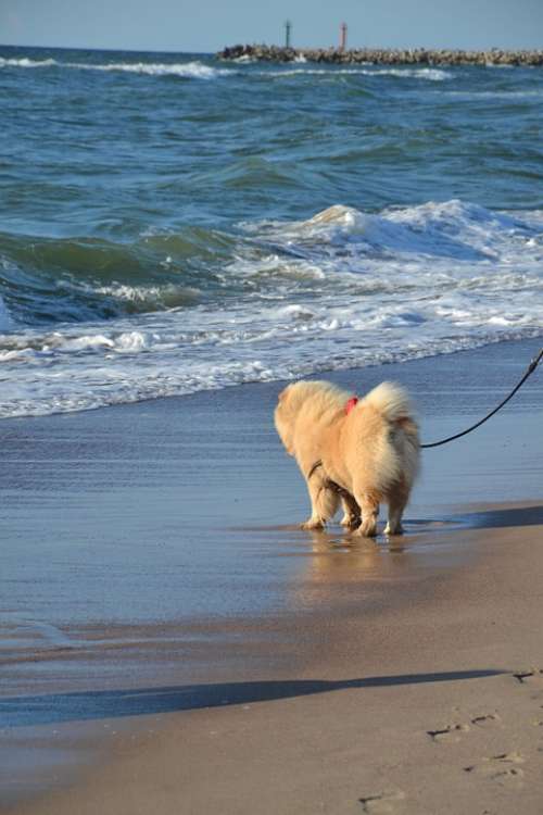 Doggy Chow Chow Walk The Baltic Sea Sea Beach