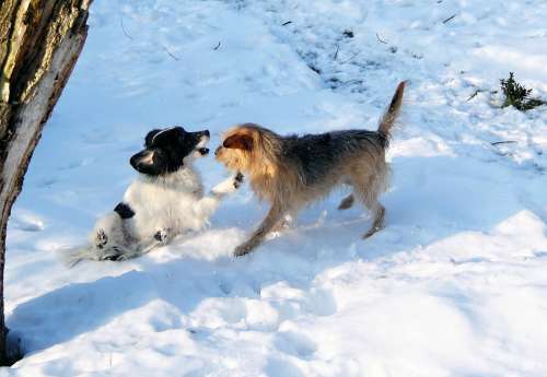 Dogs Play Snow Fun Romp Garden White