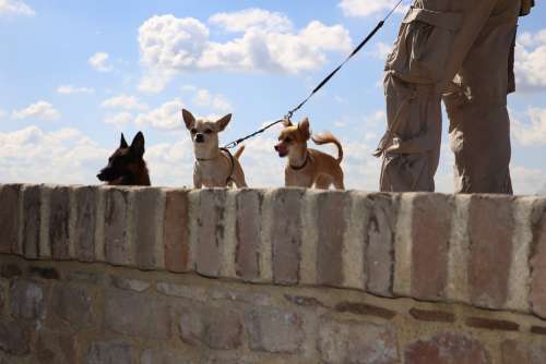 Dogs Little Big Sky Wall Chihuahua