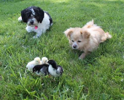 Dogs Chicks Pets Mammals Animal Grass Curious