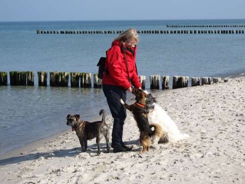 Dogs Feeding Beach Sand Trust Loyalty Woman