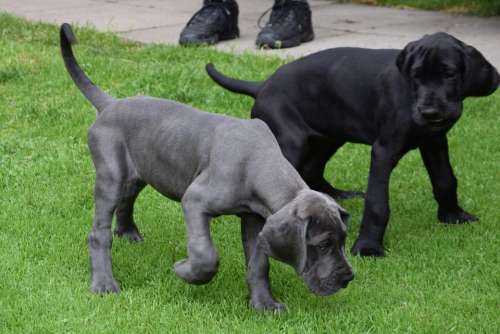 Dogs Puppies Great Danes Black Pets Go Walkies
