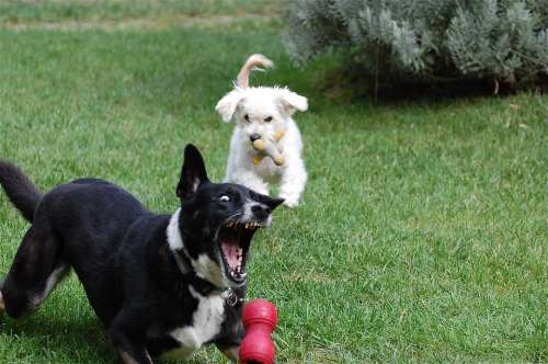 Dogs Playing Ball Fetch Teeth Animal Fun Grass