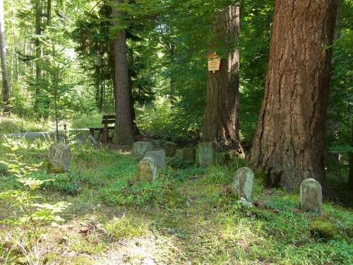 Dogs Animals Grave Graves Rest Forest