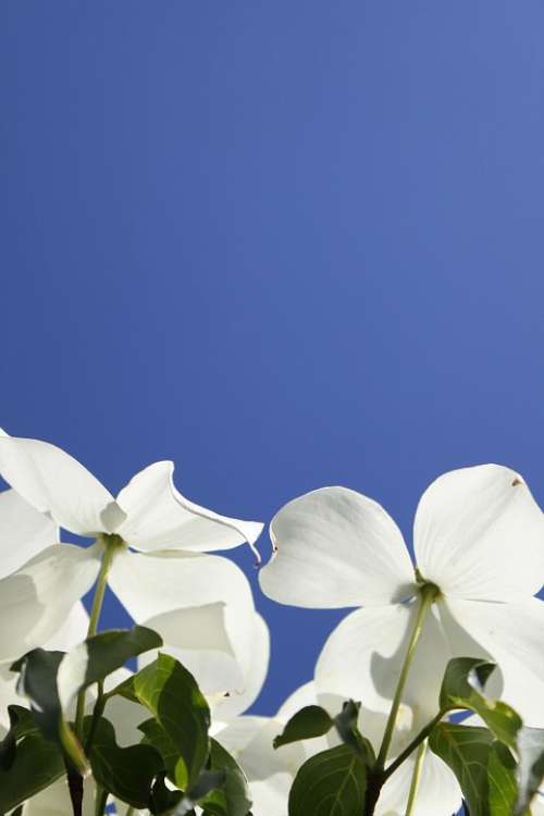 Dogwood Flowers Blue Sky White Flowers Blue White