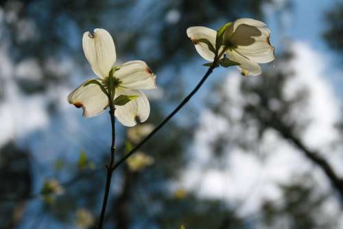 Dogwood Flower Beautiful Nature Forest Spring