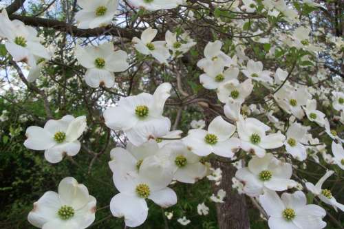 Dogwood Blossoms Spring Flower White