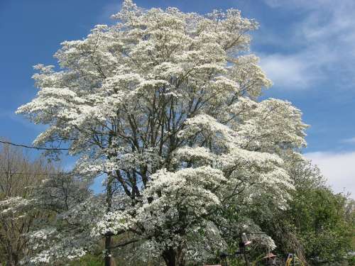 Dogwood Tree Stair Steps To Heaven Tree Back Yard