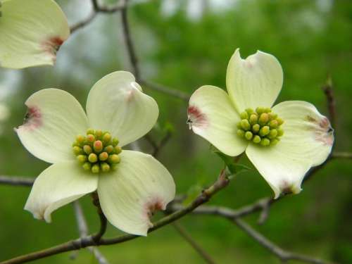 Dogwoods Trees Blooming Trees Flower Beautiful