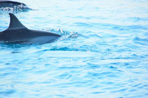 Dolphin Sea Bali Holiday