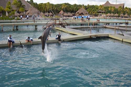 Dolphin Water Jump Xcaret