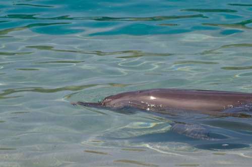 Dolphin Water Swimming Shiny Mammal Fish