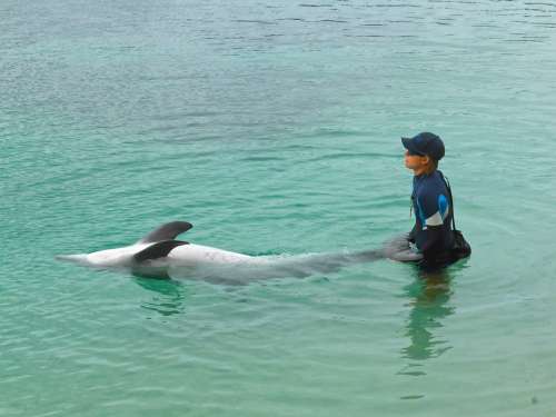 Dolphin Training Show Wildlife Marine Performance