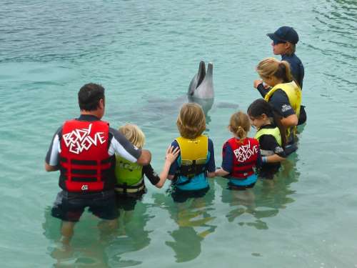 Dolphin Performance Wildlife Aquatic Play Marine