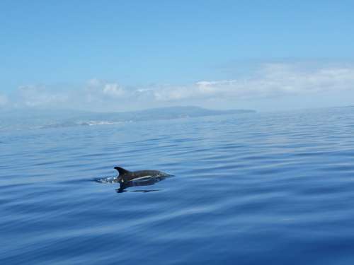 Dolphin Ocean Sea Atlantic Ocean Azores Travel