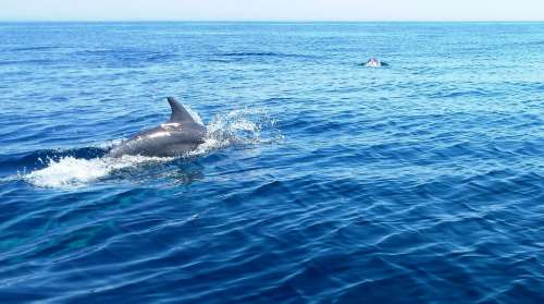 Dolphin Wild Nature Fish Wildlife Ocean Water