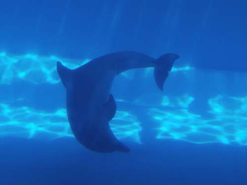 Dolphin Water Marine Mammal Nature Blue Swimming