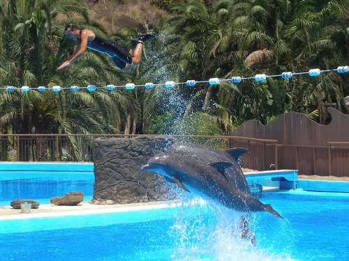 Dolphins Show Water Flying Animal Stunt Action