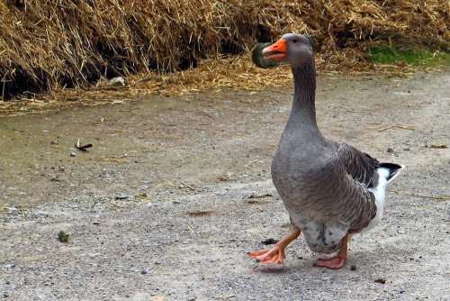 Domestic Goose Goose Greylag Goose Hofgans