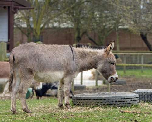 Donkey Animal Mammal Standing Field Outdoors