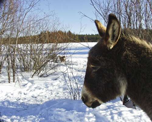 Donkey Winter Snow Cold Animal Mammal Head
