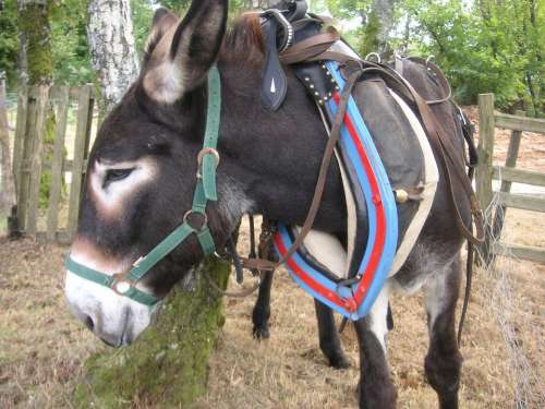 Donkey Animal Ass Mule Collar Working Animal