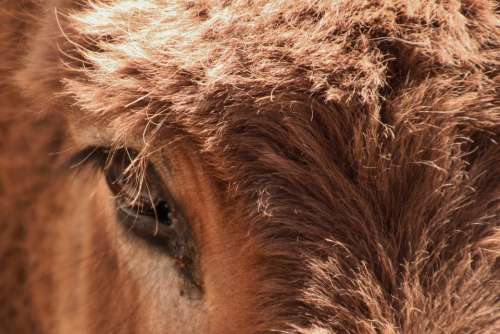 Donkey Animal Head Eyes Eye Fur Portrait Face