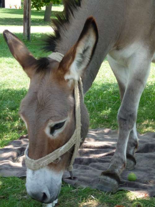 Donkey Brown Animal Eat Head Ears Halter Grass