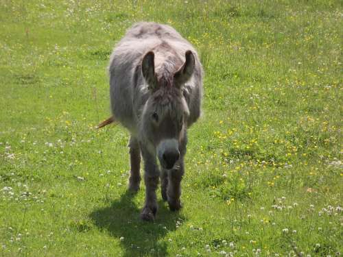 Donkey Pasture Mule Livestock