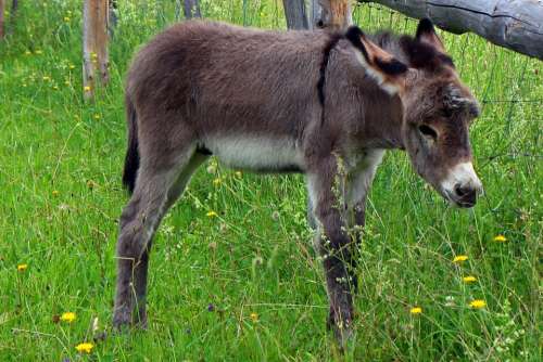 Donkey Donkey Foal Foal Baby Animal Mammal