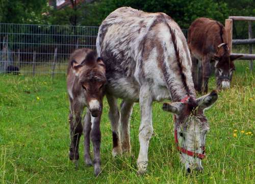 Donkey Animal Beast Of Burden Mother Child Mare