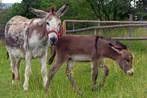 Donkey Donkey Foal Foal Mother Child Baby Animal