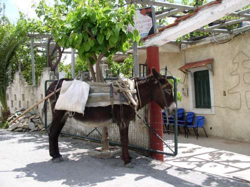 Donkey Last Animal Animal Greece Vacations Pet