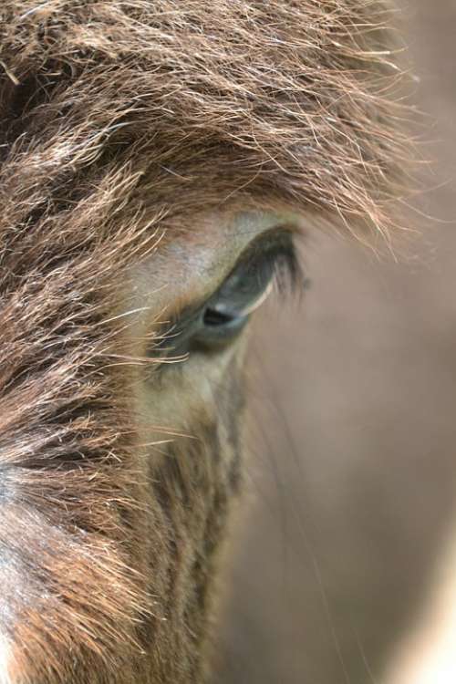 Donkey Hair Eye Animal Farm Cute Mammal Baby