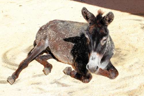 Donkey Livestock Beast Of Burden Mammal Donkey Head