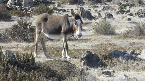 Donkey Animal Equine Grey Field Loneliness