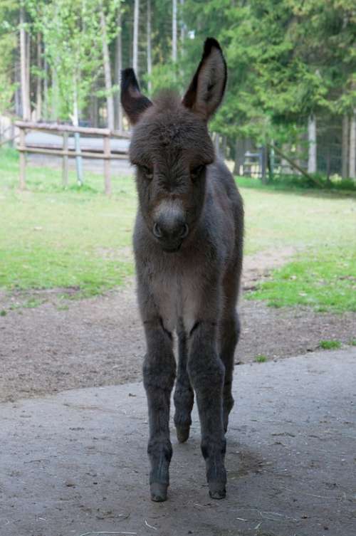 Donkey Foal Donkey Foal Baby Free Deer Hellenthal
