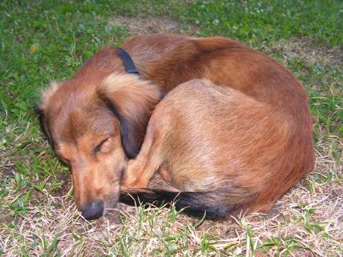 Dormant Dog Klubíčko Coiled Hunkered Down Sleep