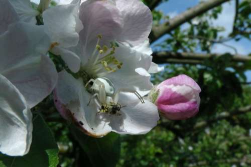 Dorsata Spider Apple Blossom Apple Tree Prey